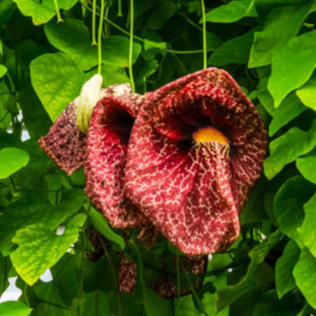 ARISTOLOCHE ELEGANTE Aristolochia littoralis elegans