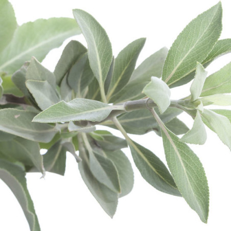SAUGE BLANCHE SACREE salvia apiana