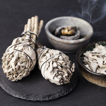 SAUGE BLANCHE SACREE salvia apiana