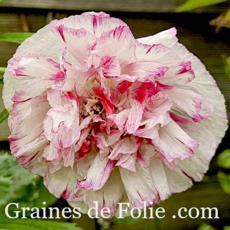 PAVOT PIVOINE FLEMISH ANTIQUE Papaver somniferum paeoniflorum