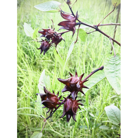 OSEILLE DE GUINEE BISSAP Hibiscus sabdariffa