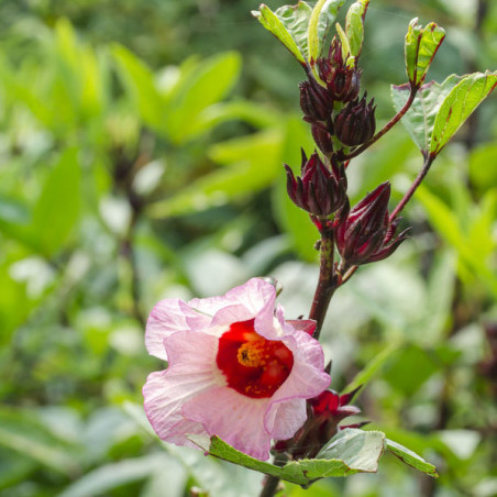 OSEILLE DE GUINEE BISSAP Hibiscus sabdariffa