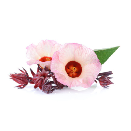 OSEILLE DE GUINEE BISSAP Hibiscus sabdariffa