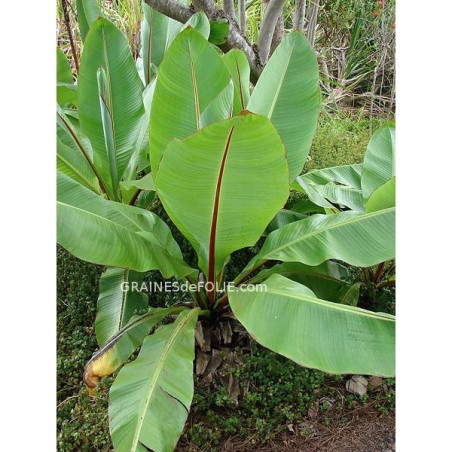BANANIER D'ABYSSINIE A GROSSES GRAINES ensete ventricosum