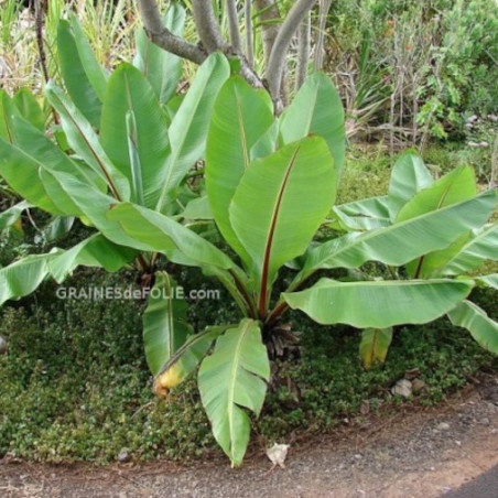 BANANIER D'ABYSSINIE A GROSSES GRAINES ensete ventricosum