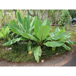 BANANIER D'ABYSSINIE A GROSSES GRAINES ensete ventricosum
