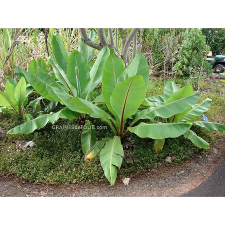 BANANIER D'ABYSSINIE A GROSSES GRAINES ensete ventricosum