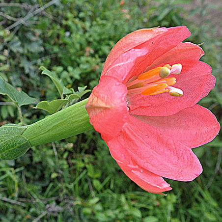 Passiflora mixta passiflora banana crédit photo wikimedia Dick Culbert
