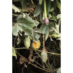 Passiflora mixta passiflora banana seeds