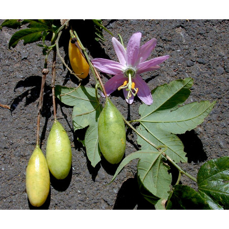Passiflora tarminiana passiflore banane crédit photo wikimedia Forest & Kim Starr