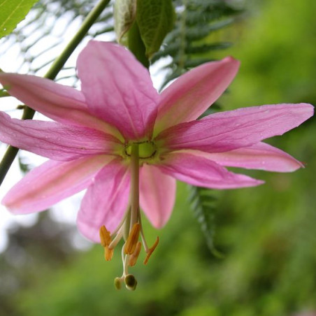 PASSIFLORA TARMINIANA fleur