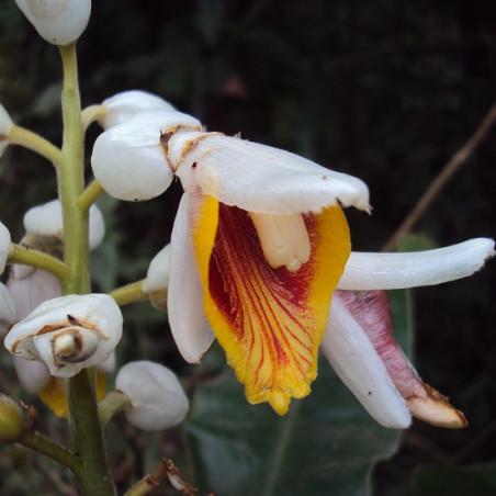 Gingembre d'Ornement rustique tempéré Alpinia malaccensis credit photo wikimedia Vinayara