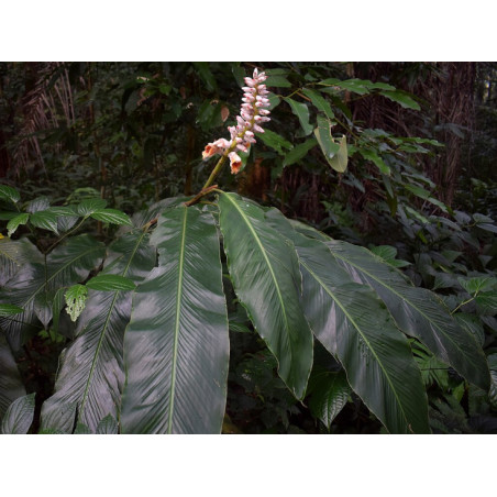 Gingembre d'Ornement rustique tempéré Alpinia malaccensis credit photo wikimedia Wibowo Djatmiko