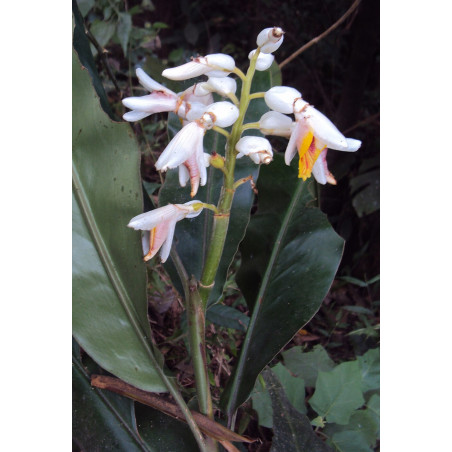 Gingembre d'Ornement rustique tempéré Alpinia malaccensis credit photo wikimedia Vinayara