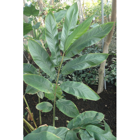 Gingembre d'Ornement rustique tempéré Alpinia malaccensis credit photo wikimedia Krzysztof Ziarnek Kenraiz