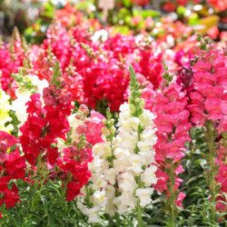 MUFLIER GRANDIFLORUM MIX Antirrhinum majus nanum