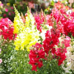 MUFLIER GRANDIFLORUM MIX Antirrhinum majus nanum