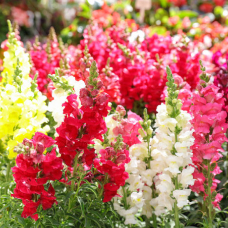 MUFLIER GRANDIFLORUM MIX Antirrhinum majus nanum