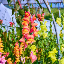 MUFLIER TETRA MIX Antirrhinum majus maximum