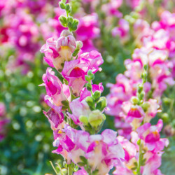 MUFLIER TETRA MIX Antirrhinum majus maximum