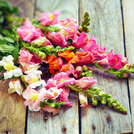 MUFLIER TETRA MIX Antirrhinum majus maximum