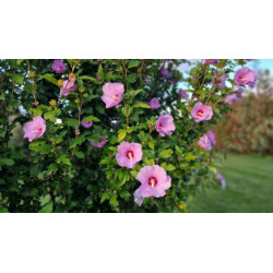 HIBISCUS SYRIACUS Mauve en arbre Althea