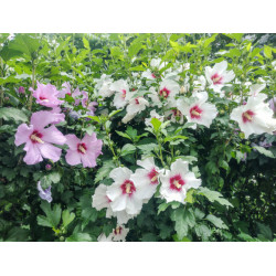 HIBISCUS SYRIACUS Mauve en arbre Althea