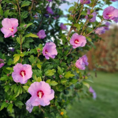 HIBISCUS SYRIACUS Mauve en arbre Althea