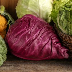 CHOU CABUS POINTU KALIBOS