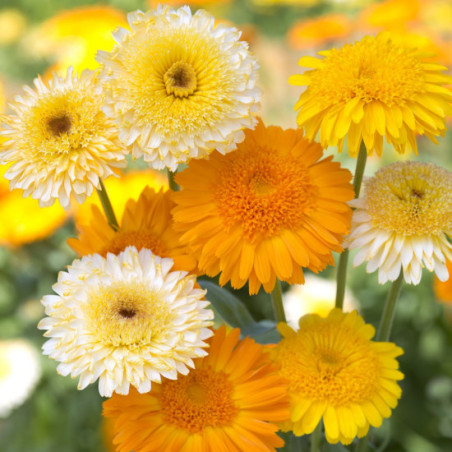 SOUCI KINGLET MIX calendula officinalis