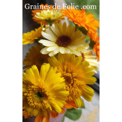 SOUCI KINGLET MIX calendula officinalis