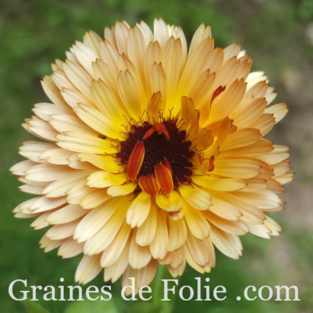 SOUCI PYGMY BUFF calendula officinalis