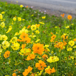 Cosmos sulfureus bright light fleurs