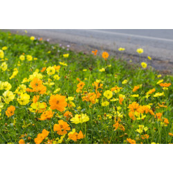 Cosmos sulfureus bright light fleurs