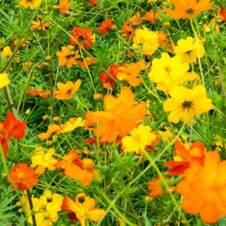 Cosmos sulfureus bright light fleurs