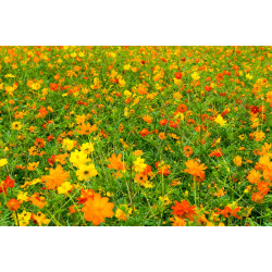 Cosmos sulfureus bright light fleurs