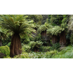 FOUGERE ARBORESCENTE DICKSONIA FIBROSA spores crédit photo plantnet thierry moulun