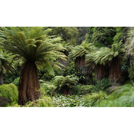 FOUGERE ARBORESCENTE DICKSONIA FIBROSA spores crédit photo plantnet thierry moulun