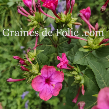 BELLE DE NUIT MIX mirabilis jalapa
