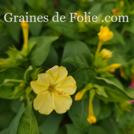 BELLE DE NUIT MIX mirabilis jalapa