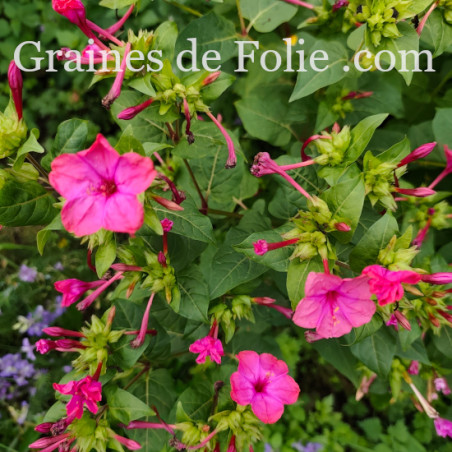 BELLE DE NUIT MIX mirabilis jalapa