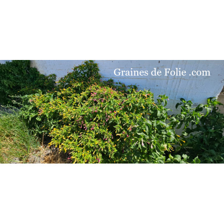 BELLE DE NUIT MIX mirabilis jalapa