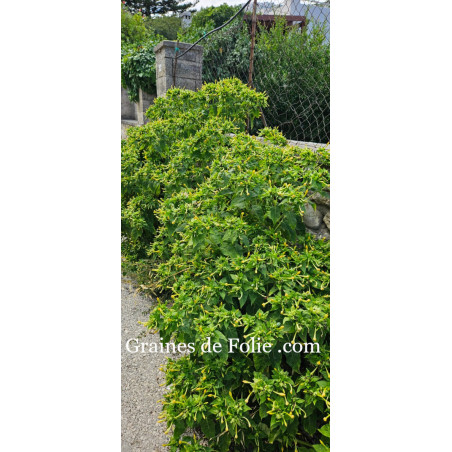 BELLE DE NUIT MIX mirabilis jalapa