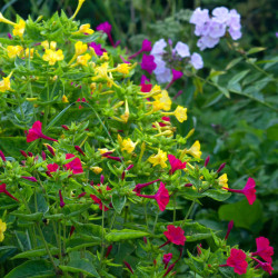 BELLE DE NUIT MIX mirabilis jalapa