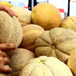 MELON DE MONTREAL semences paysannes anciennes BIO