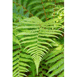 FOUGERE ARBORESCENTE DICKSONIA FIBROSA spores