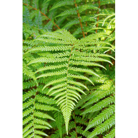 FOUGERE ARBORESCENTE DICKSONIA FIBROSA spores