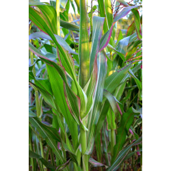 MAIS PANACHÉ DU JAPON ZEA VARIEGATA JAPONICA crédit photo wikimedia amada44