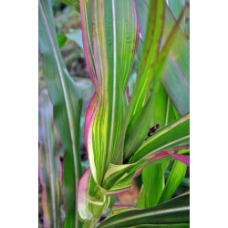 MAIS PANACHÉ DU JAPON ZEA VARIEGATA JAPONICA crédit photo wikimedia amada44