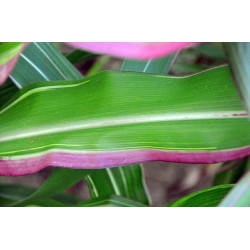 MAIS PANACHÉ DU JAPON ZEA VARIEGATA JAPONICA crédit photo wikimedia amada44